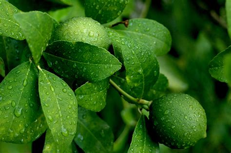 ferillage vert firmenich perfume supply